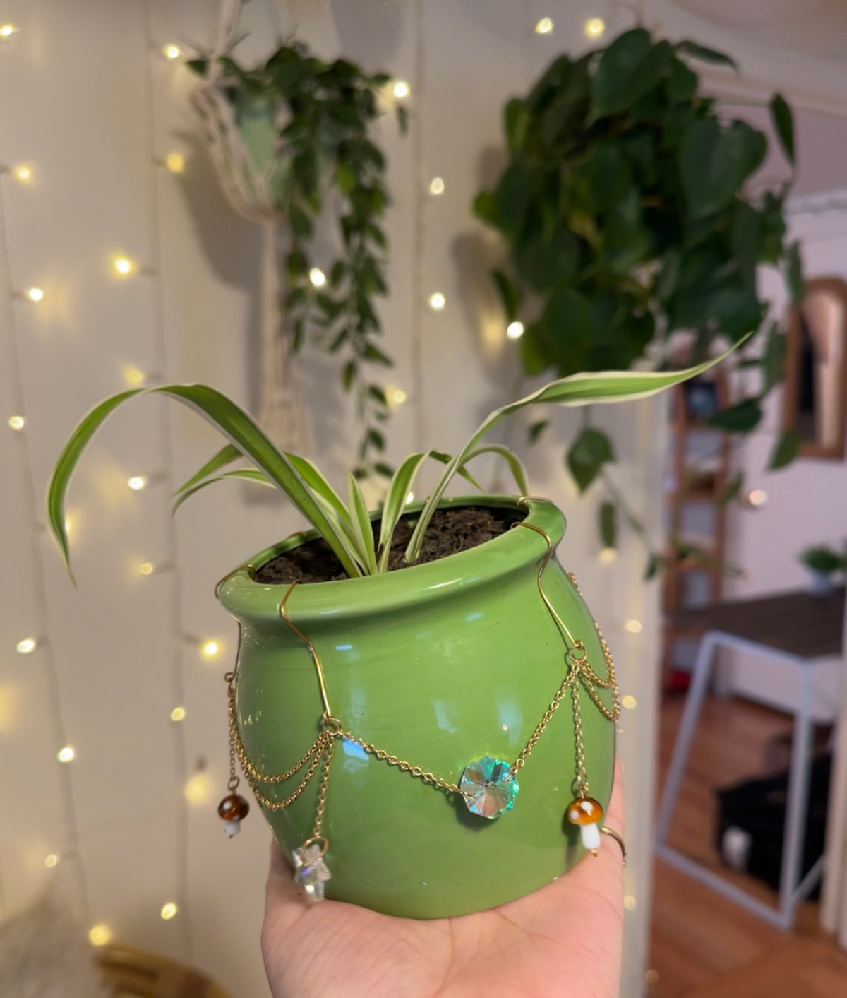 Spider Plant